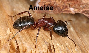 Ameisen - hier hilft der Deutsche Notdienstanzeiger weiter