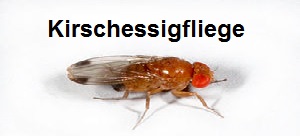 Kirschessigfliege bekämpfen